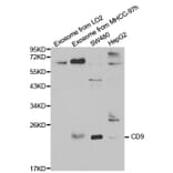 Western blot - CD9 Antibody from Signalway Antibody (32395) - Antibodies.com