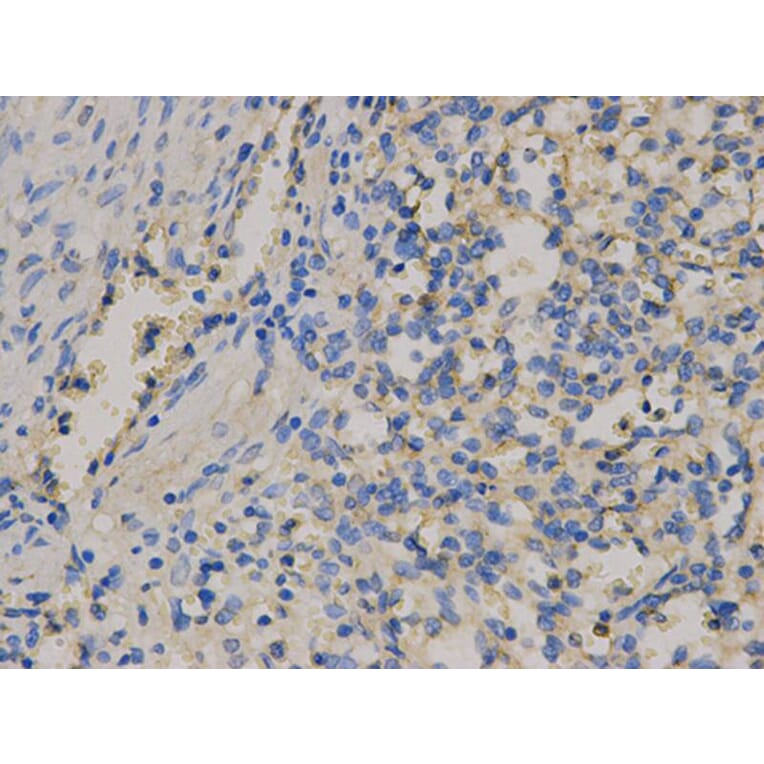 Immunohistochemistry - CD9 Antibody from Signalway Antibody (32395) - Antibodies.com