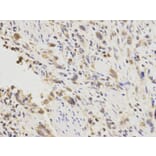 Immunohistochemistry - PGF Antibody from Signalway Antibody (32404) - Antibodies.com