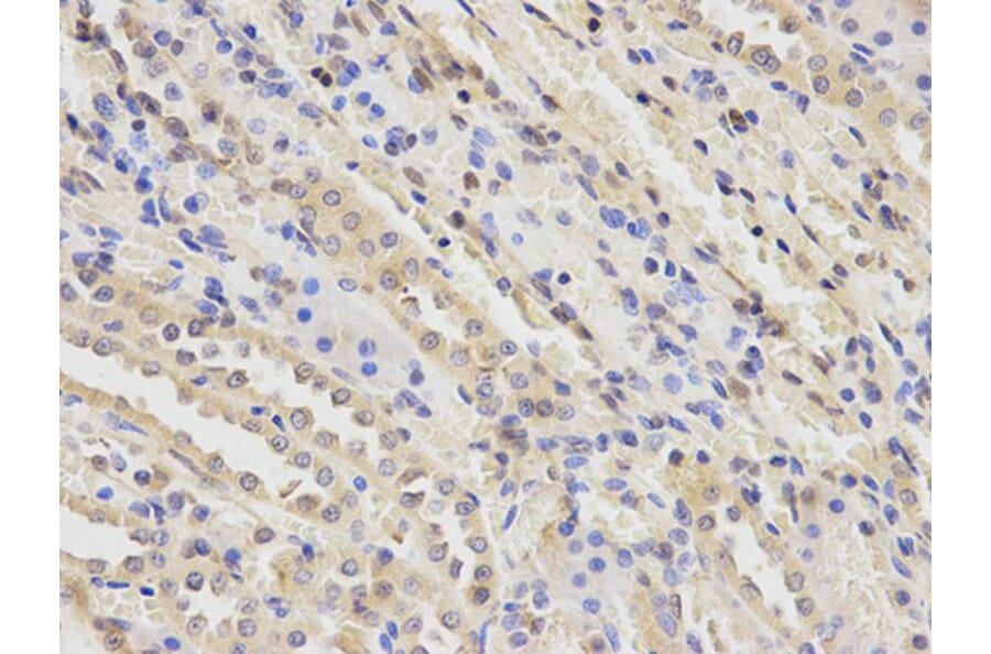 Immunohistochemistry - PGF Antibody from Signalway Antibody (32404) - Antibodies.com
