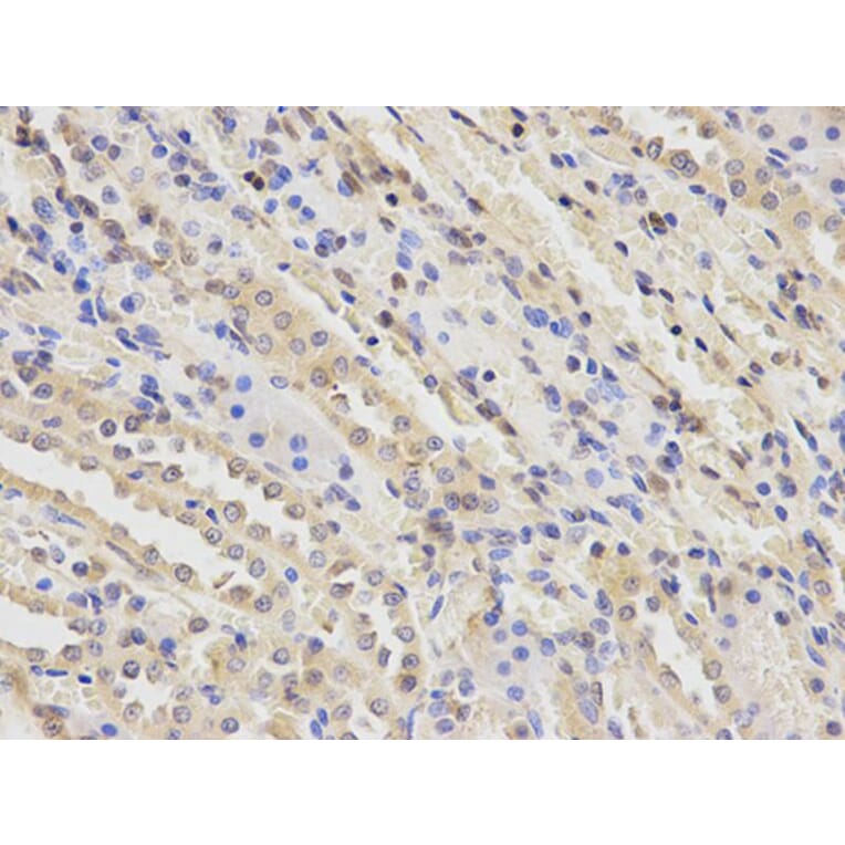Immunohistochemistry - PGF Antibody from Signalway Antibody (32404) - Antibodies.com