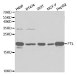 Western blot - FTL Antibody from Signalway Antibody (32425) - Antibodies.com