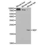 Western blot - NDP Antibody from Signalway Antibody (32523) - Antibodies.com