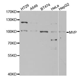 Western blot - MVP Antibody from Signalway Antibody (32533) - Antibodies.com