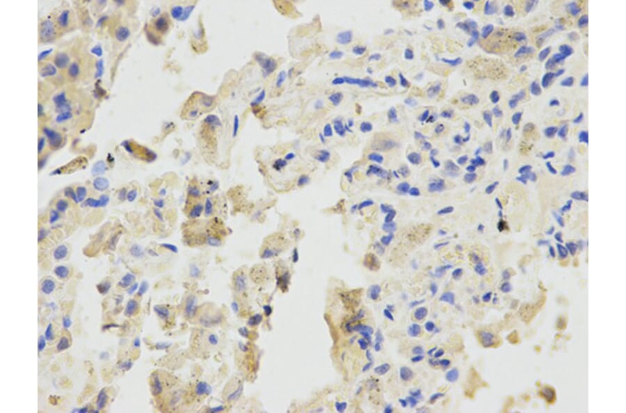 Immunohistochemistry - BTC Antibody from Signalway Antibody (32736) - Antibodies.com