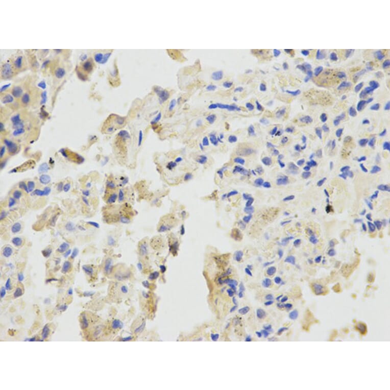 Immunohistochemistry - BTC Antibody from Signalway Antibody (32736) - Antibodies.com