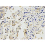 Immunohistochemistry - BTC Antibody from Signalway Antibody (32736) - Antibodies.com