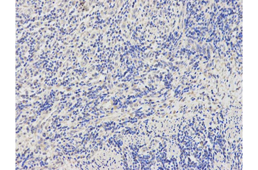 Immunohistochemistry - BTC Antibody from Signalway Antibody (32736) - Antibodies.com