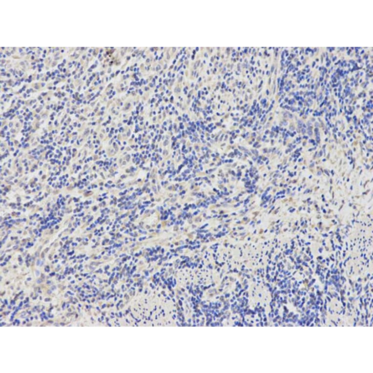 Immunohistochemistry - BTC Antibody from Signalway Antibody (32736) - Antibodies.com