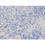 Immunohistochemistry - BTC Antibody from Signalway Antibody (32736) - Antibodies.com