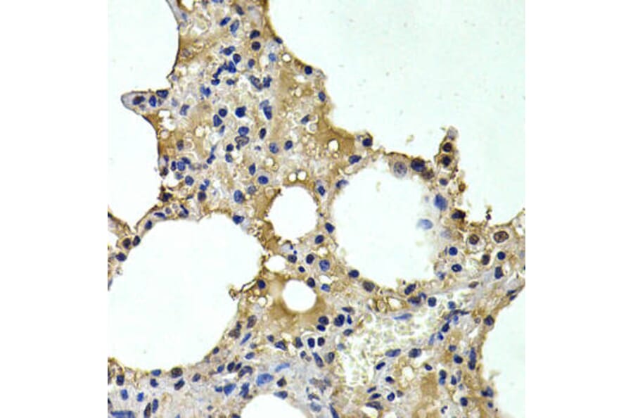Immunohistochemistry - HDC Antibody from Signalway Antibody (32865) - Antibodies.com