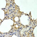 Immunohistochemistry - HDC Antibody from Signalway Antibody (32865) - Antibodies.com