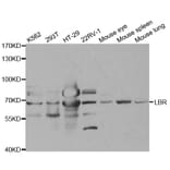 Western blot - LBR Antibody from Signalway Antibody (32868) - Antibodies.com