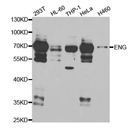 Western blot - ENG Antibody from Signalway Antibody (32940) - Antibodies.com