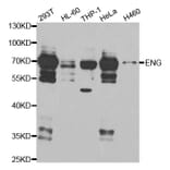 Western blot - ENG Antibody from Signalway Antibody (32940) - Antibodies.com