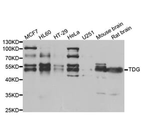 Western blot - TDG Antibody from Signalway Antibody (33020) - Antibodies.com