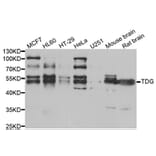 Western blot - TDG Antibody from Signalway Antibody (33020) - Antibodies.com