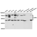 Western blot - GRN Antibody from Signalway Antibody (33035) - Antibodies.com