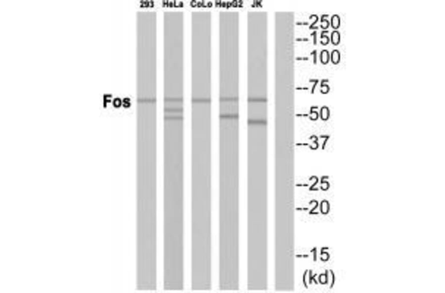 Western blot - Fos Antibody from Signalway Antibody (33336) - Antibodies.com