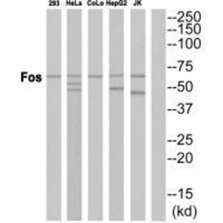 Western blot - Fos Antibody from Signalway Antibody (33336) - Antibodies.com