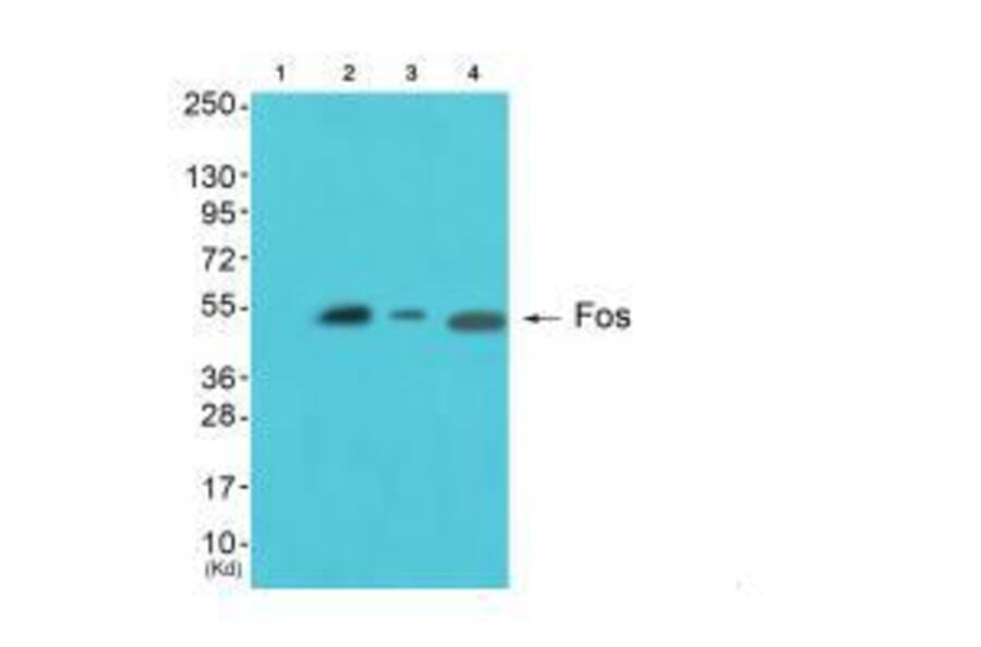 Western blot - Fos Antibody from Signalway Antibody (33336) - Antibodies.com