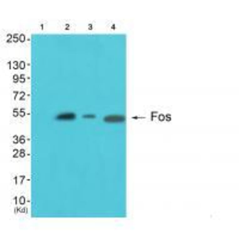 Western blot - Fos Antibody from Signalway Antibody (33336) - Antibodies.com