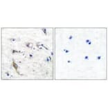 Immunohistochemistry - JM4 Antibody from Signalway Antibody (33412) - Antibodies.com