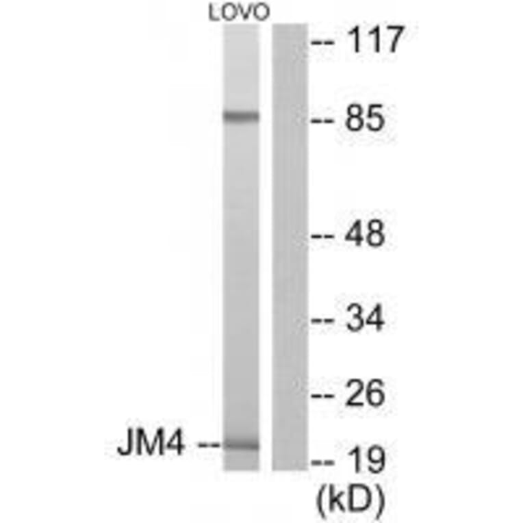 Western blot - JM4 Antibody from Signalway Antibody (33412) - Antibodies.com