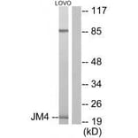 Western blot - JM4 Antibody from Signalway Antibody (33412) - Antibodies.com