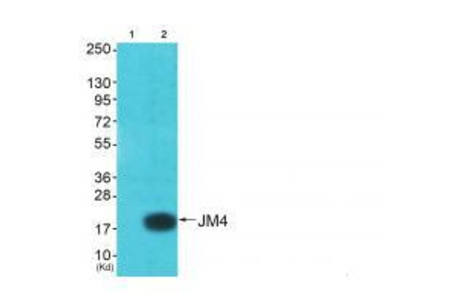 Western blot - JM4 Antibody from Signalway Antibody (33412) - Antibodies.com