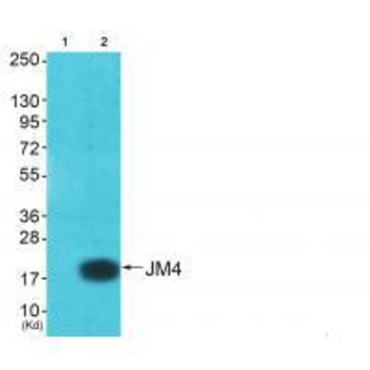 Western blot - JM4 Antibody from Signalway Antibody (33412) - Antibodies.com