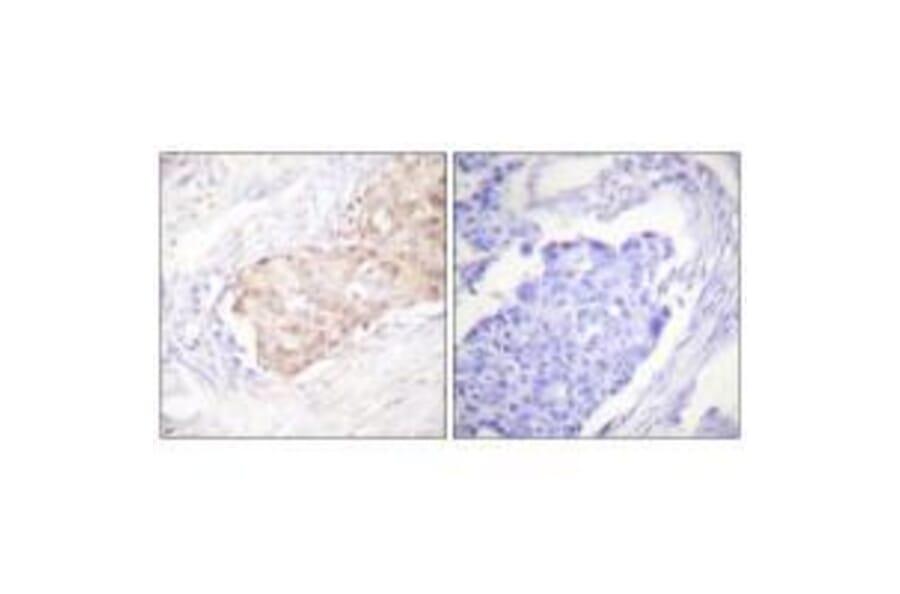 Immunohistochemistry - EDD Antibody from Signalway Antibody (33509) - Antibodies.com