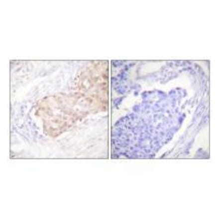 Immunohistochemistry - EDD Antibody from Signalway Antibody (33509) - Antibodies.com