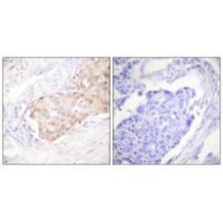 Immunohistochemistry - EDD Antibody from Signalway Antibody (33509) - Antibodies.com