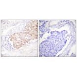 Immunohistochemistry - EDD Antibody from Signalway Antibody (33509) - Antibodies.com