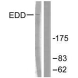 Western blot - EDD Antibody from Signalway Antibody (33509) - Antibodies.com