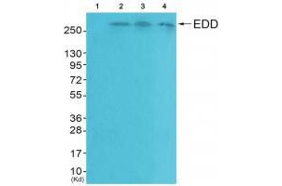 Western blot - EDD Antibody from Signalway Antibody (33509) - Antibodies.com