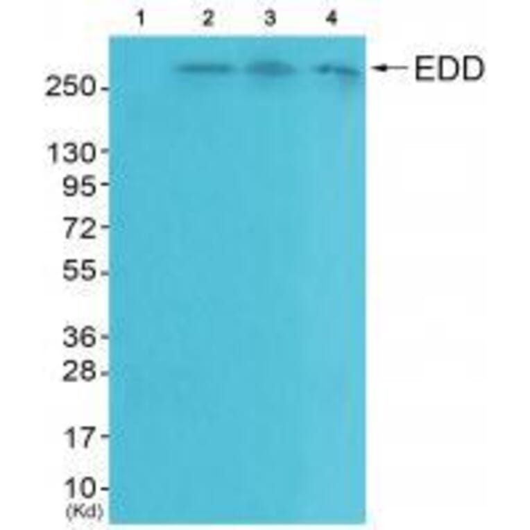 Western blot - EDD Antibody from Signalway Antibody (33509) - Antibodies.com