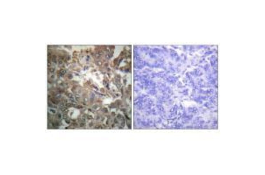 Immunohistochemistry - XPA Antibody from Signalway Antibody (33544) - Antibodies.com