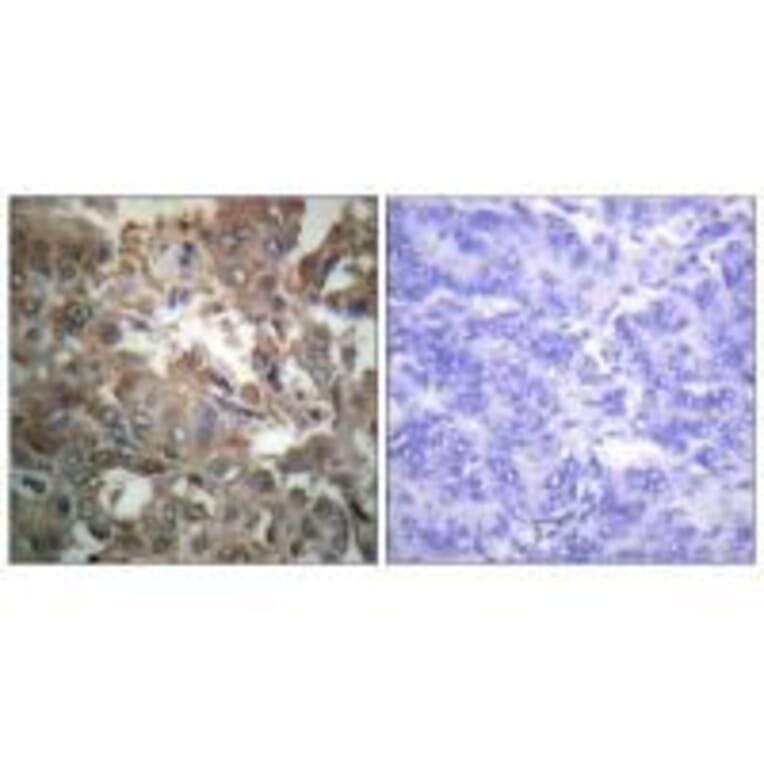 Immunohistochemistry - XPA Antibody from Signalway Antibody (33544) - Antibodies.com