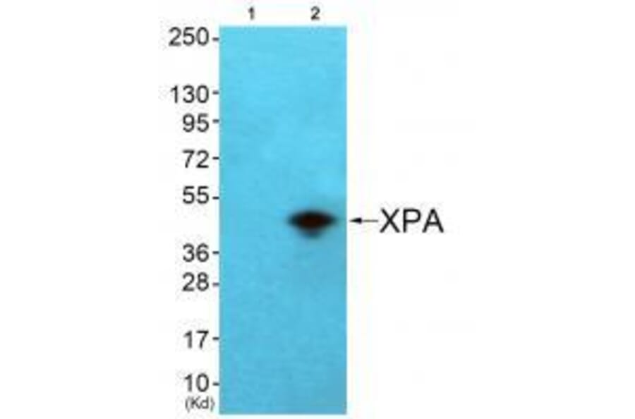 Western blot - XPA Antibody from Signalway Antibody (33544) - Antibodies.com