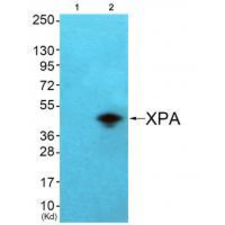 Western blot - XPA Antibody from Signalway Antibody (33544) - Antibodies.com