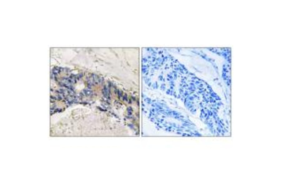 Immunohistochemistry - CA1 Antibody from Signalway Antibody (34537) - Antibodies.com
