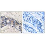 Immunohistochemistry - CA1 Antibody from Signalway Antibody (34537) - Antibodies.com