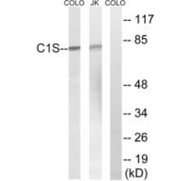 Western blot - C1S Antibody from Signalway Antibody (34610) - Antibodies.com
