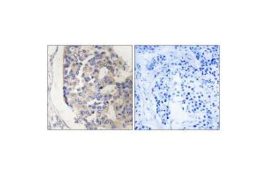 Immunohistochemistry - C1S Antibody from Signalway Antibody (34610) - Antibodies.com