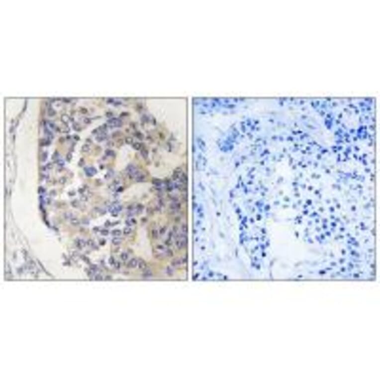 Immunohistochemistry - C1S Antibody from Signalway Antibody (34610) - Antibodies.com