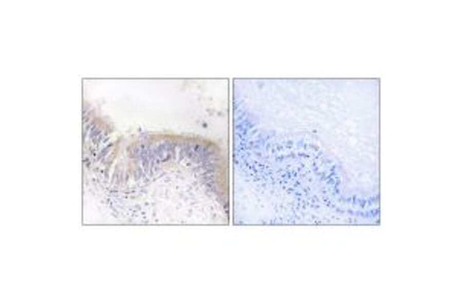 Immunohistochemistry - VGF Antibody from Signalway Antibody (34863) - Antibodies.com