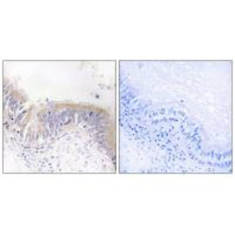 Immunohistochemistry - VGF Antibody from Signalway Antibody (34863) - Antibodies.com