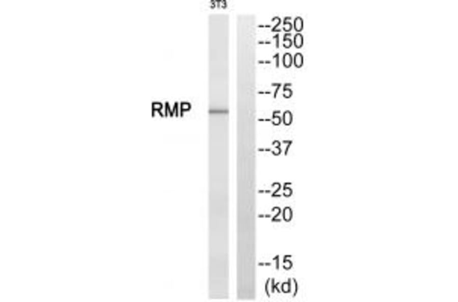Western blot - RMP Antibody from Signalway Antibody (35006) - Antibodies.com